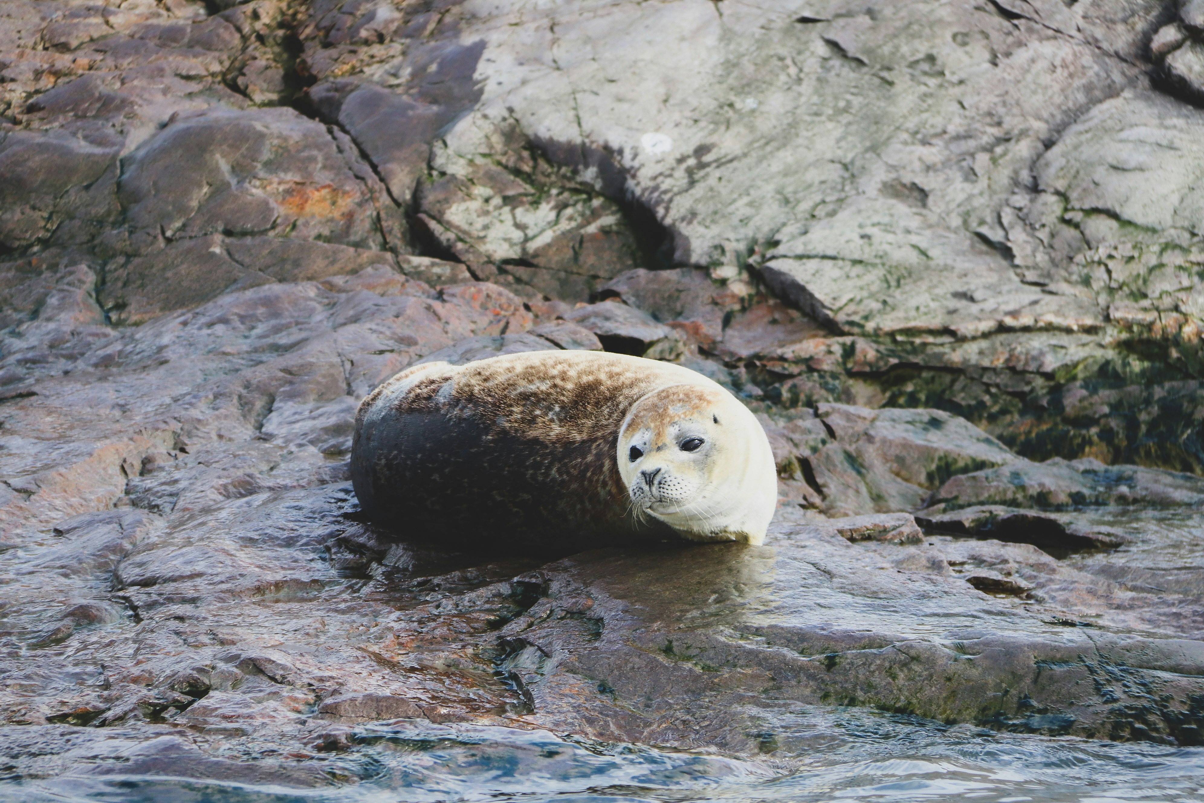white seal on gray rock
